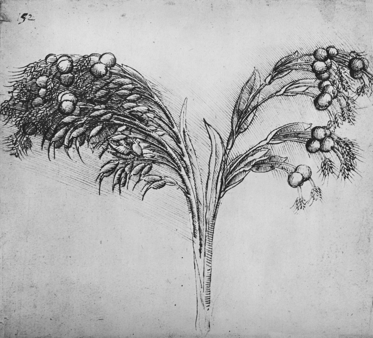 一个长茎植物，c1480 1945年 作者 达芬奇（Leonardo da Vinci）