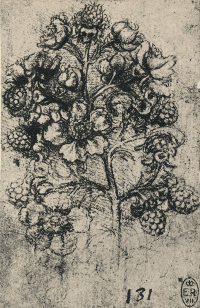 荆棘浪，c1480 1945年 作者 达芬奇（Leonardo da Vinci）