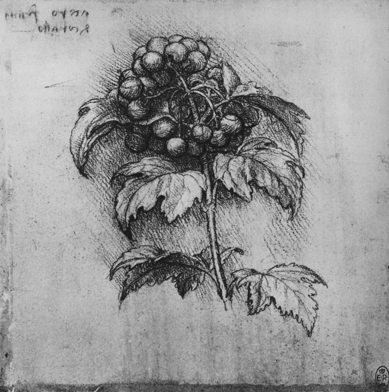 植物喷雾，c1480 1945 作者 达芬奇（Leonardo da Vinci）
