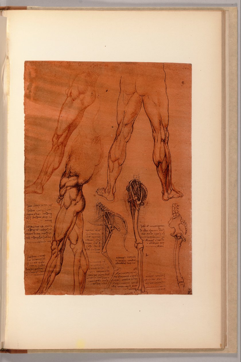 I-VI，1911-16年间“解剖笔记本”的页面 作者 达芬奇（Leonardo da Vinci）