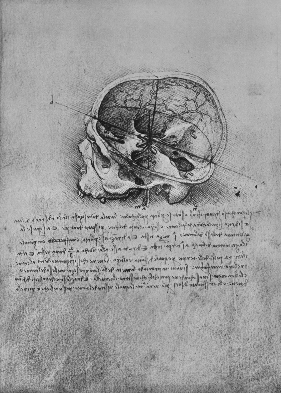 左侧头骨的解剖图，c1480 1945年 作者 达芬奇（Leonardo da Vinci）
