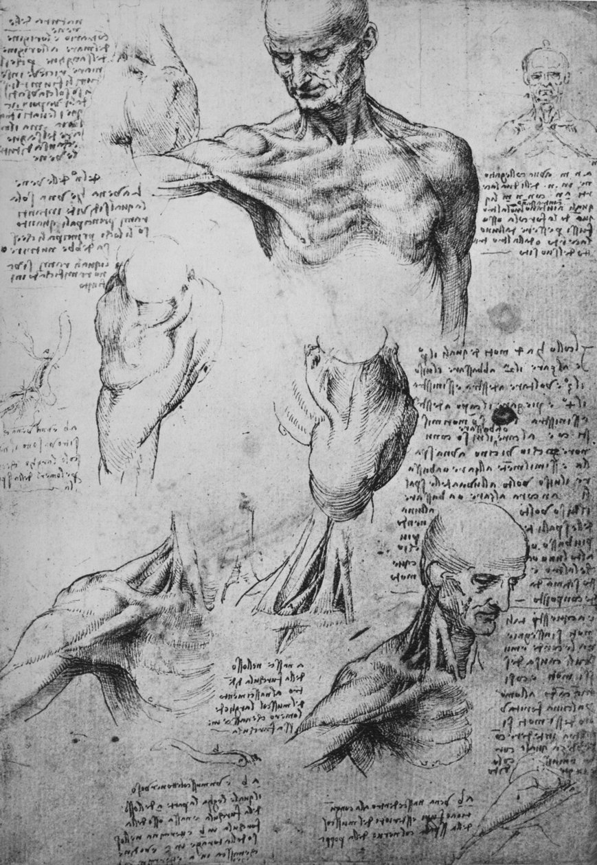 勒芒脖子和肩膀的解剖图，c1480 1945年 作者 达芬奇（Leonardo da Vinci）