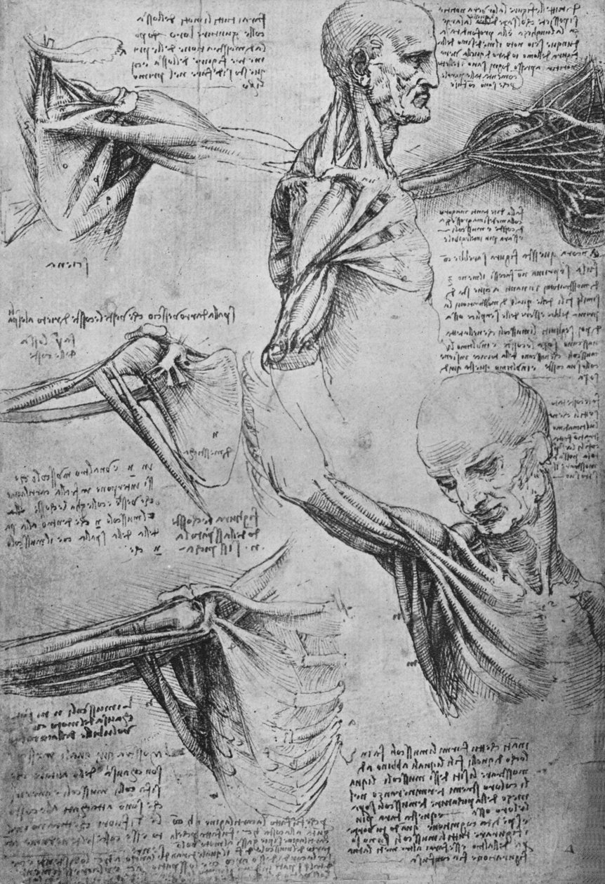 芒颈肩的解剖学研究，c1480 1945年 作者 达芬奇（Leonardo da Vinci）