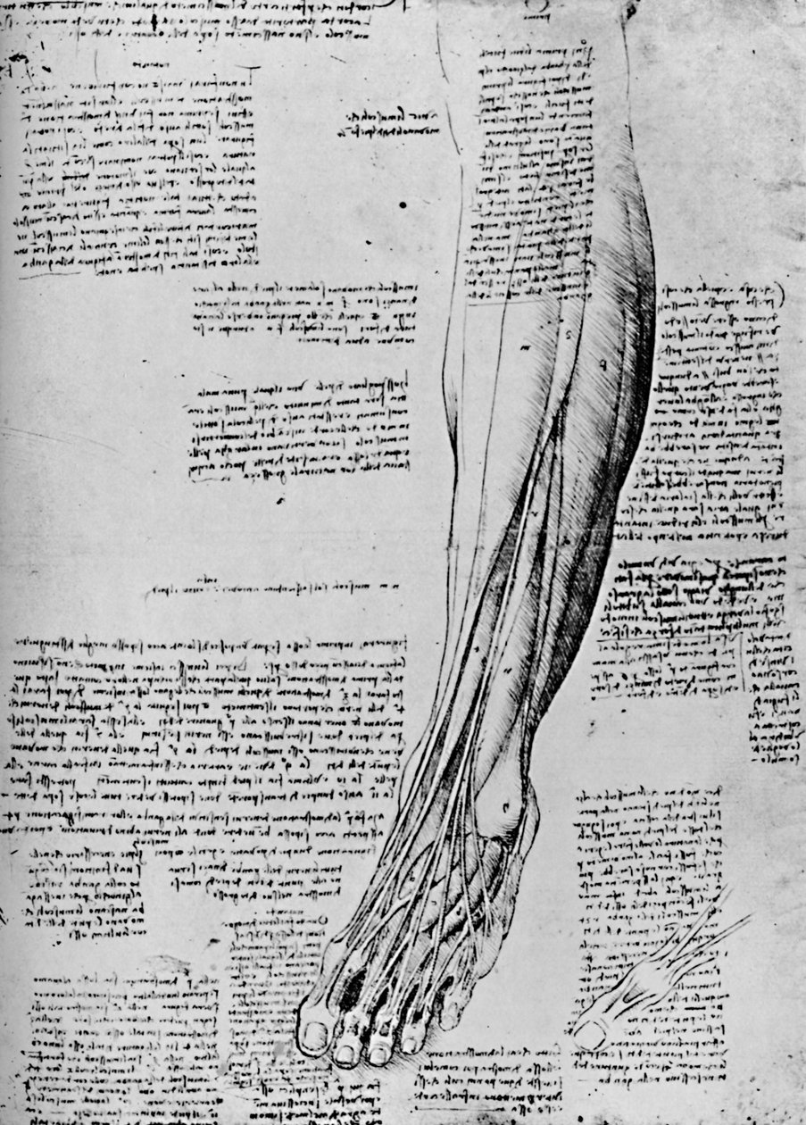 足部肌肉的解剖学研究，1928年 作者 达芬奇（Leonardo da Vinci）