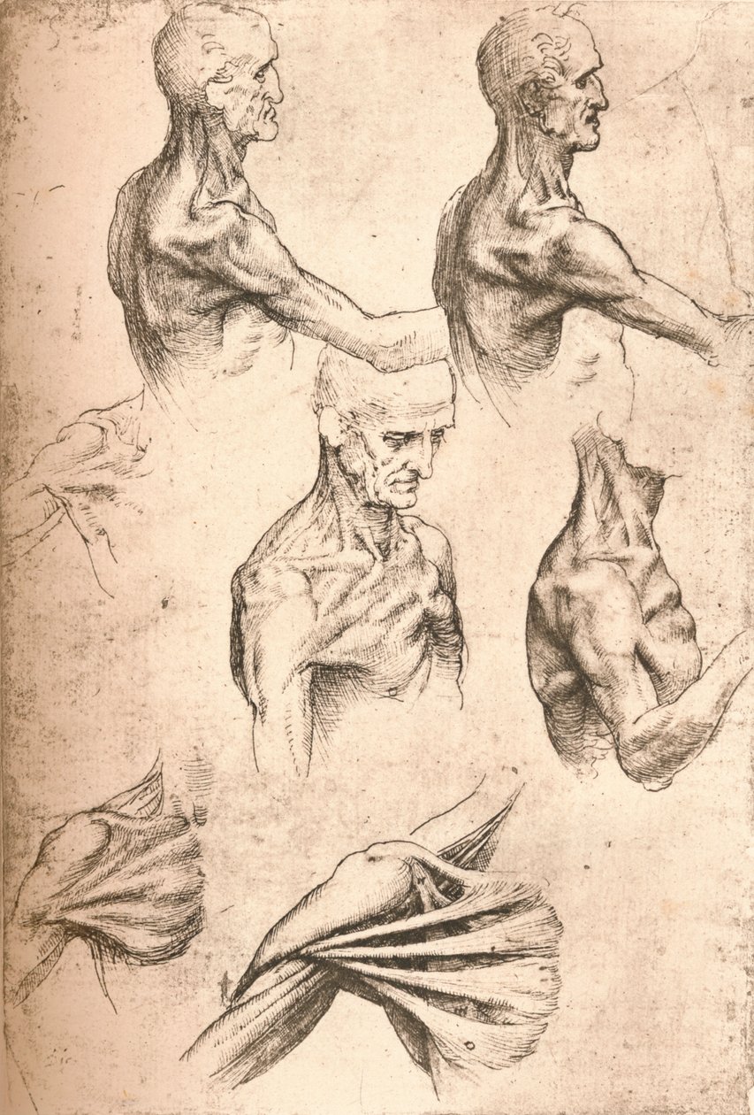 解剖图，c1472-c1519 1883 作者 达芬奇（Leonardo da Vinci）