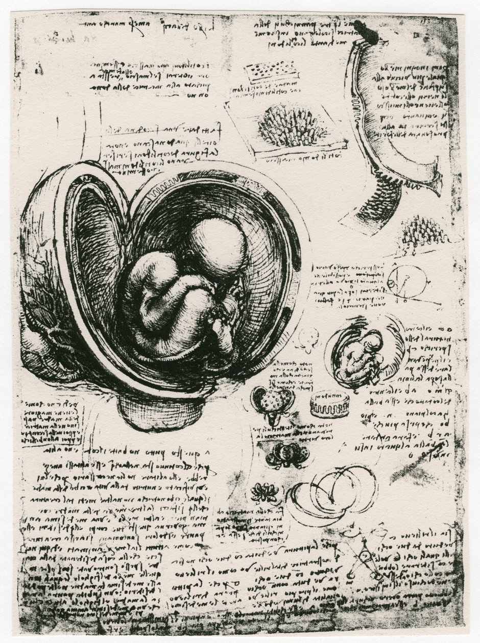 胎儿在子宫内的解剖草图，约1510年 作者 达芬奇（Leonardo da Vinci）