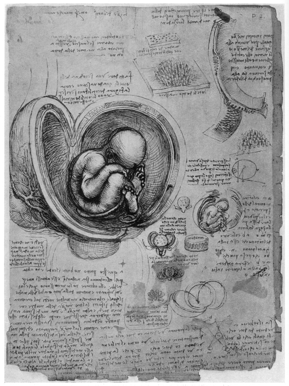 子宫中胎儿的解剖图，c1510，1954年 作者 达芬奇（Leonardo da Vinci）