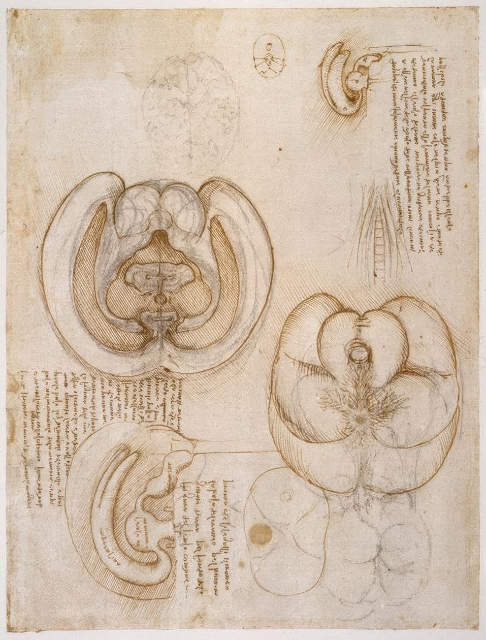解剖学研究 作者 达芬奇（Leonardo da Vinci）