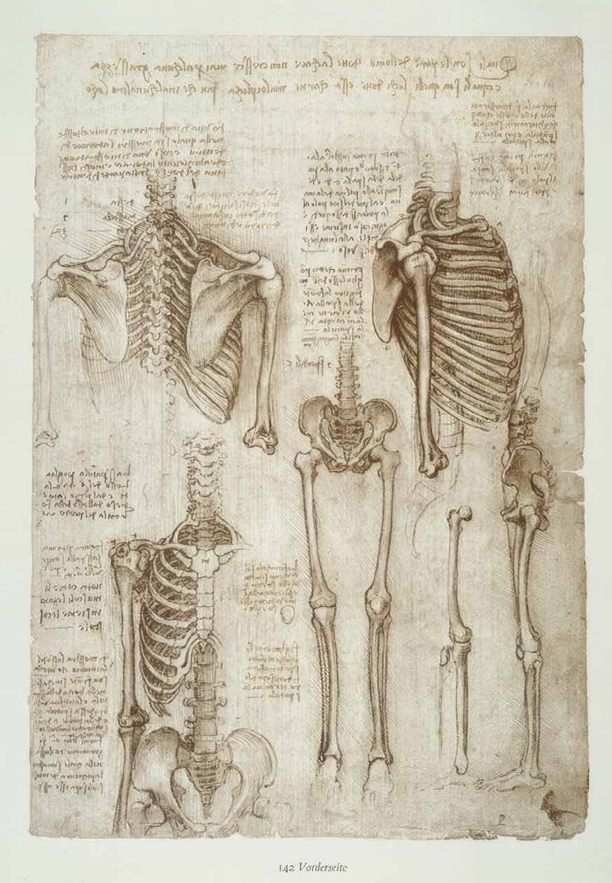 解剖学研究 作者 达芬奇（Leonardo da Vinci）