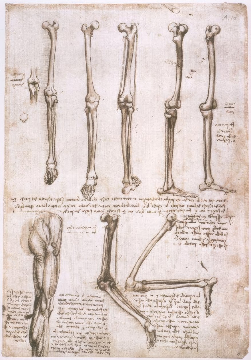 解剖学研究 作者 达芬奇（Leonardo da Vinci）