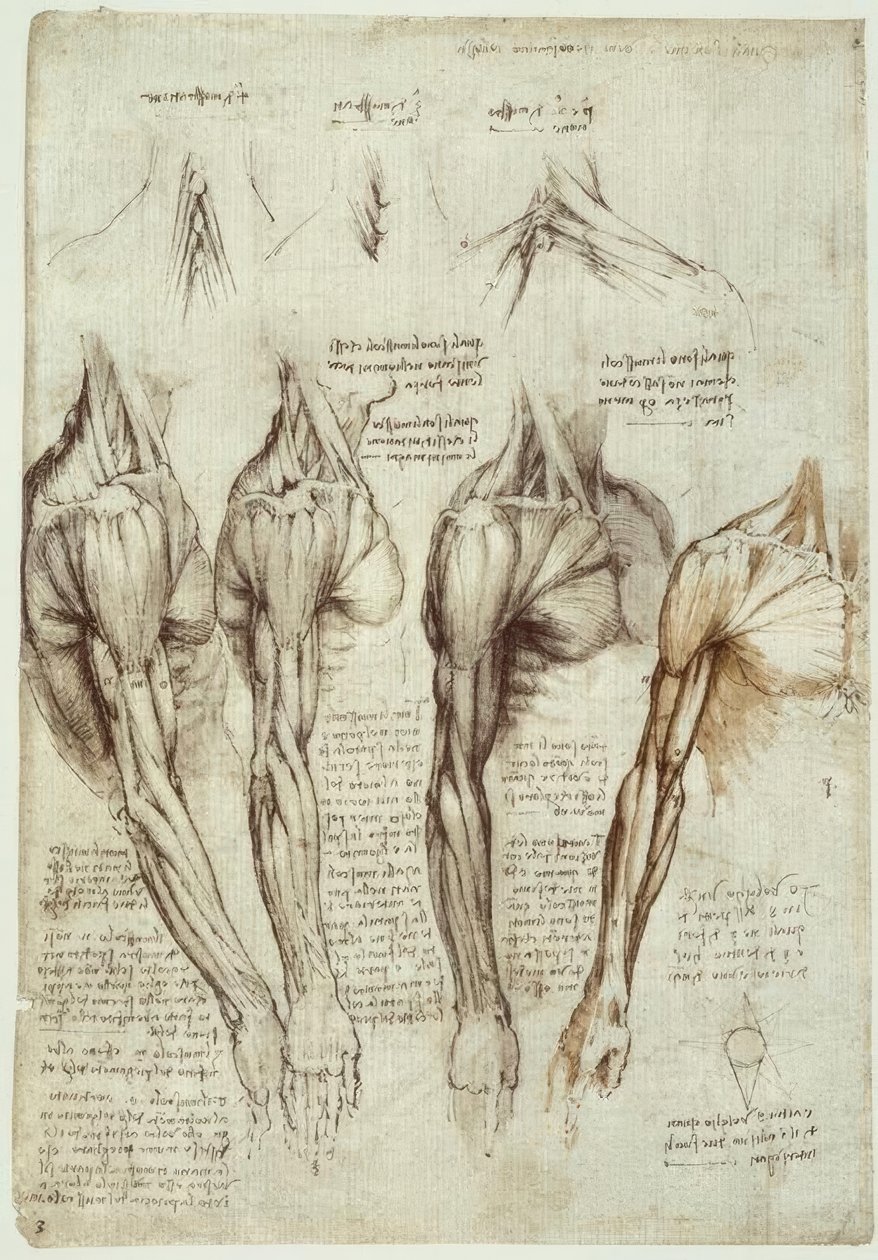 解剖学研究 作者 达芬奇（Leonardo da Vinci）