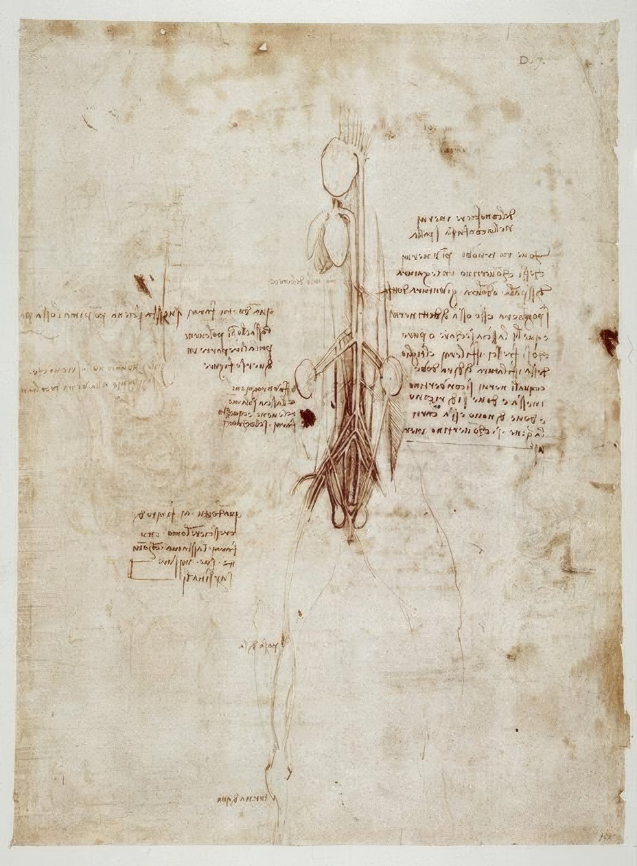 解剖学研究 作者 达芬奇（Leonardo da Vinci）