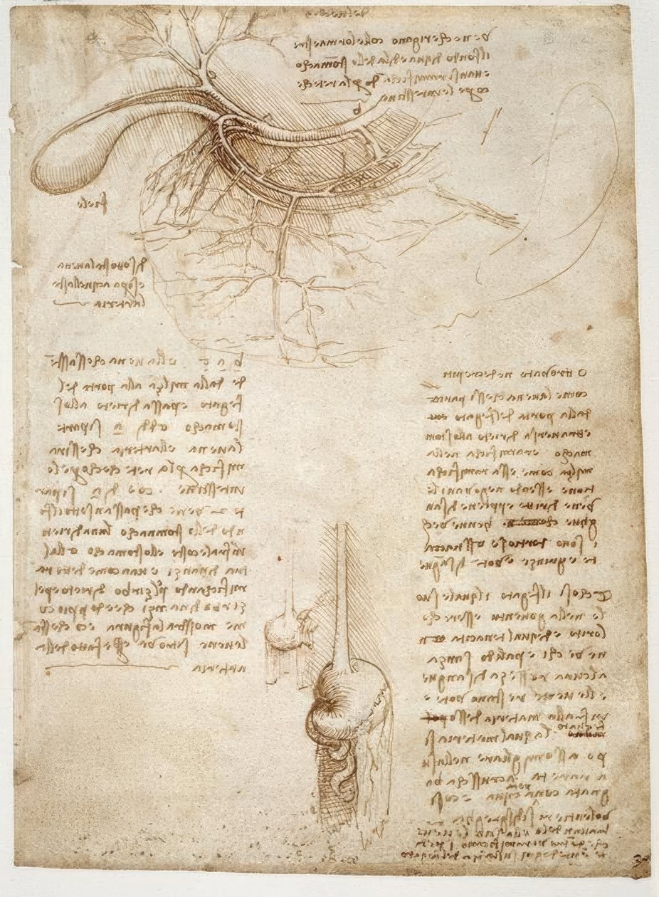 解剖学研究 作者 达芬奇（Leonardo da Vinci）