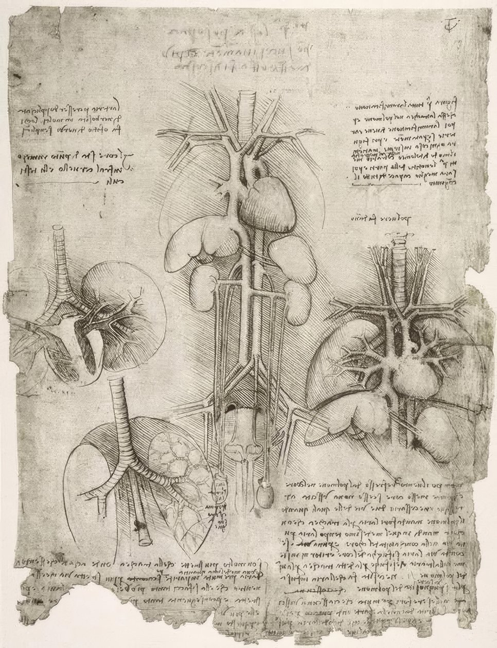 解剖学研究 作者 达芬奇（Leonardo da Vinci）