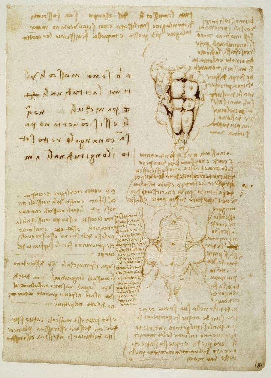 解剖学研究 作者 达芬奇（Leonardo da Vinci）