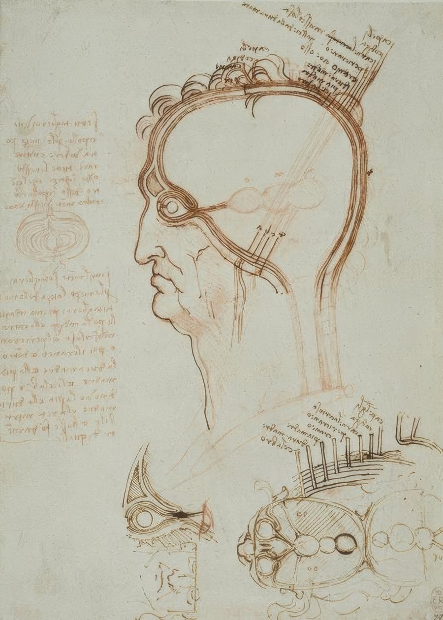 解剖学研究 作者 达芬奇（Leonardo da Vinci）
