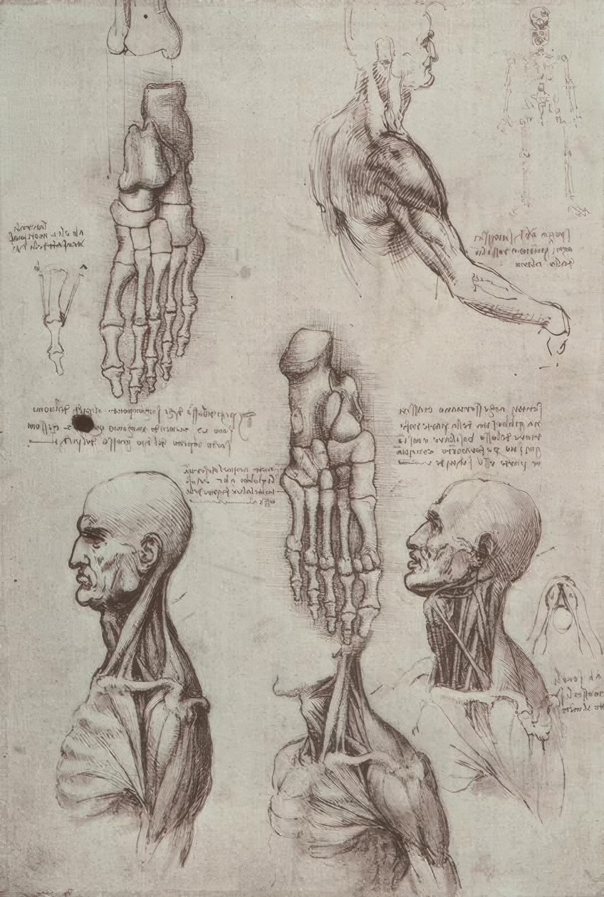 解剖学研究 作者 达芬奇（Leonardo da Vinci）