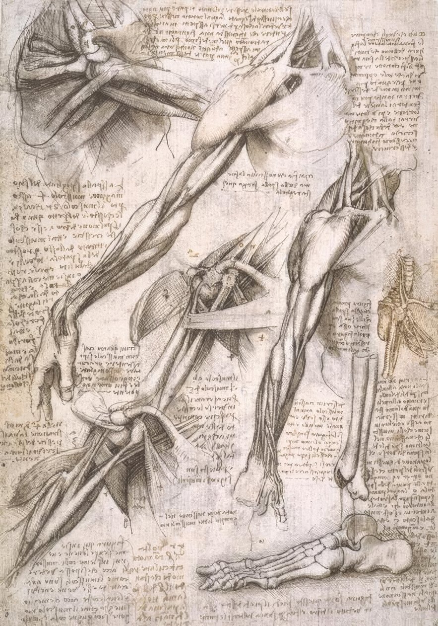解剖学研究 作者 达芬奇（Leonardo da Vinci）