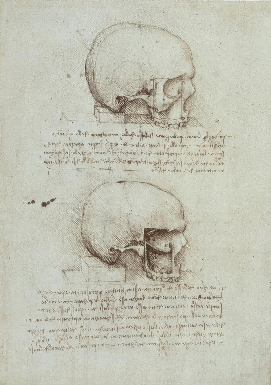 解剖学研究 作者 达芬奇（Leonardo da Vinci）