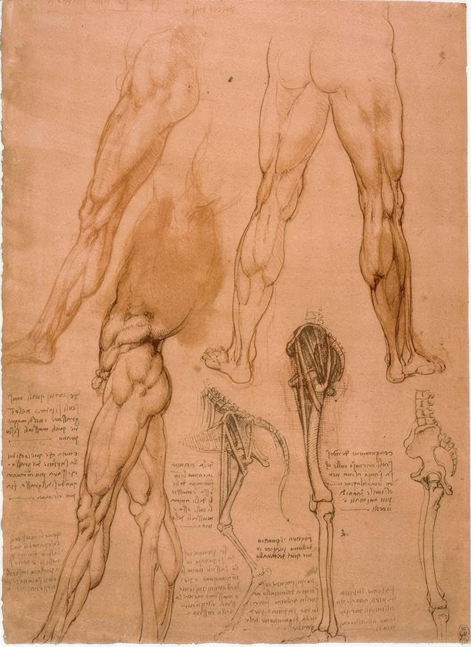 解剖学：腿部肌肉 作者 达芬奇（Leonardo da Vinci）