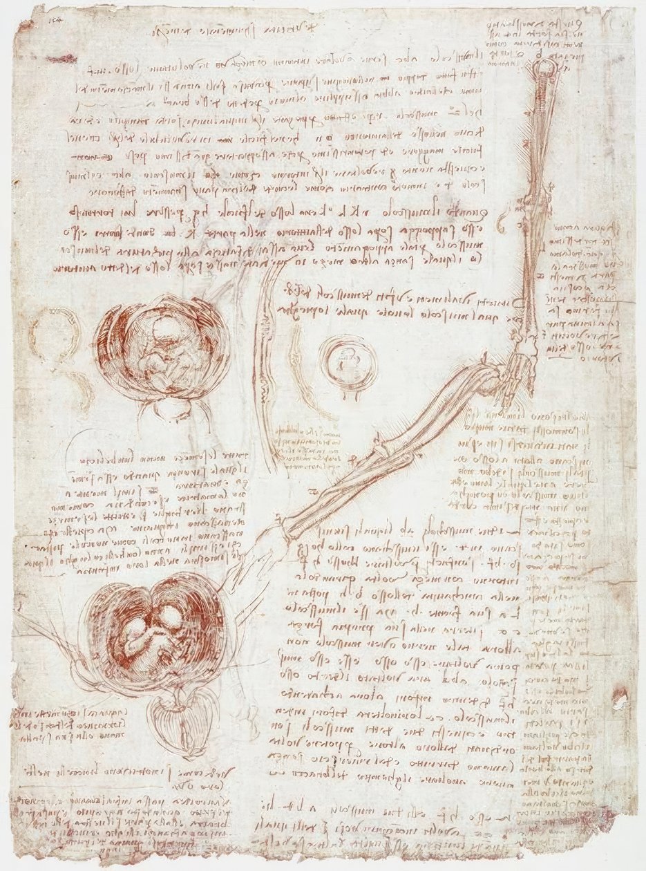 解剖学研究：肘关节-胎儿在子宫中的运动 作者 达芬奇（Leonardo da Vinci）