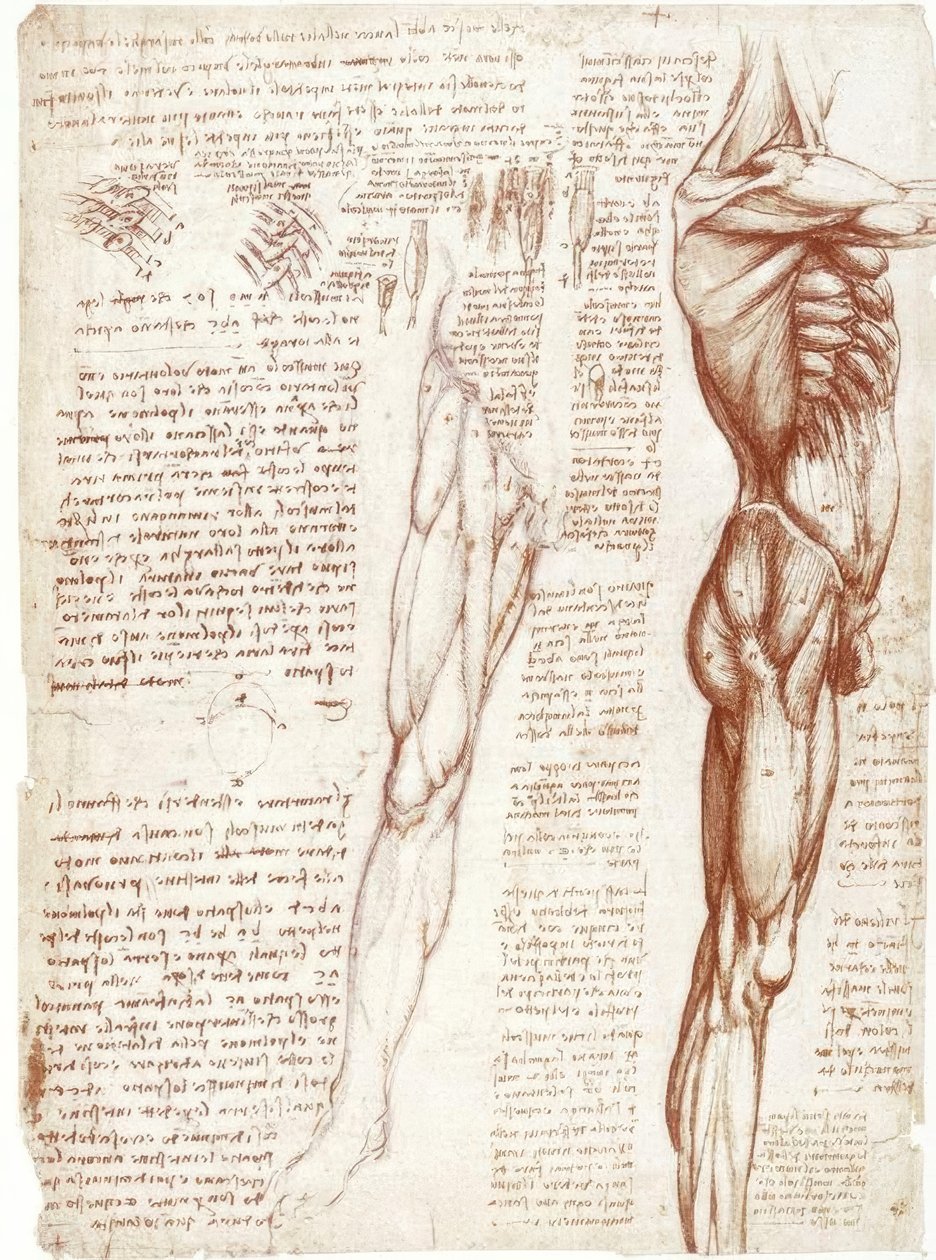 解剖学研究：躯干和腿的肌肉 作者 达芬奇（Leonardo da Vinci）