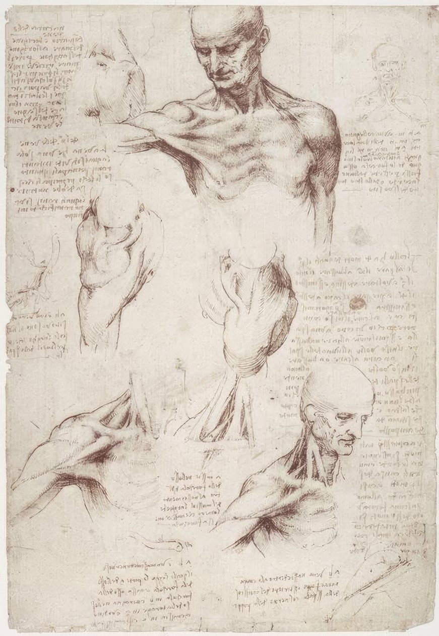 解剖学研究：颈部和肩膀的表面肌肉 作者 达芬奇（Leonardo da Vinci）