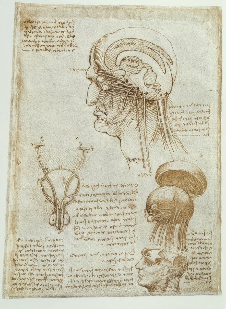 解剖学研究：脑，脑室和颅神经-男性 作者 达芬奇（Leonardo da Vinci）