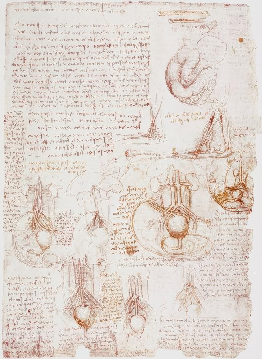 解剖学研究：脐带-胎儿... 作者 达芬奇（Leonardo da Vinci）