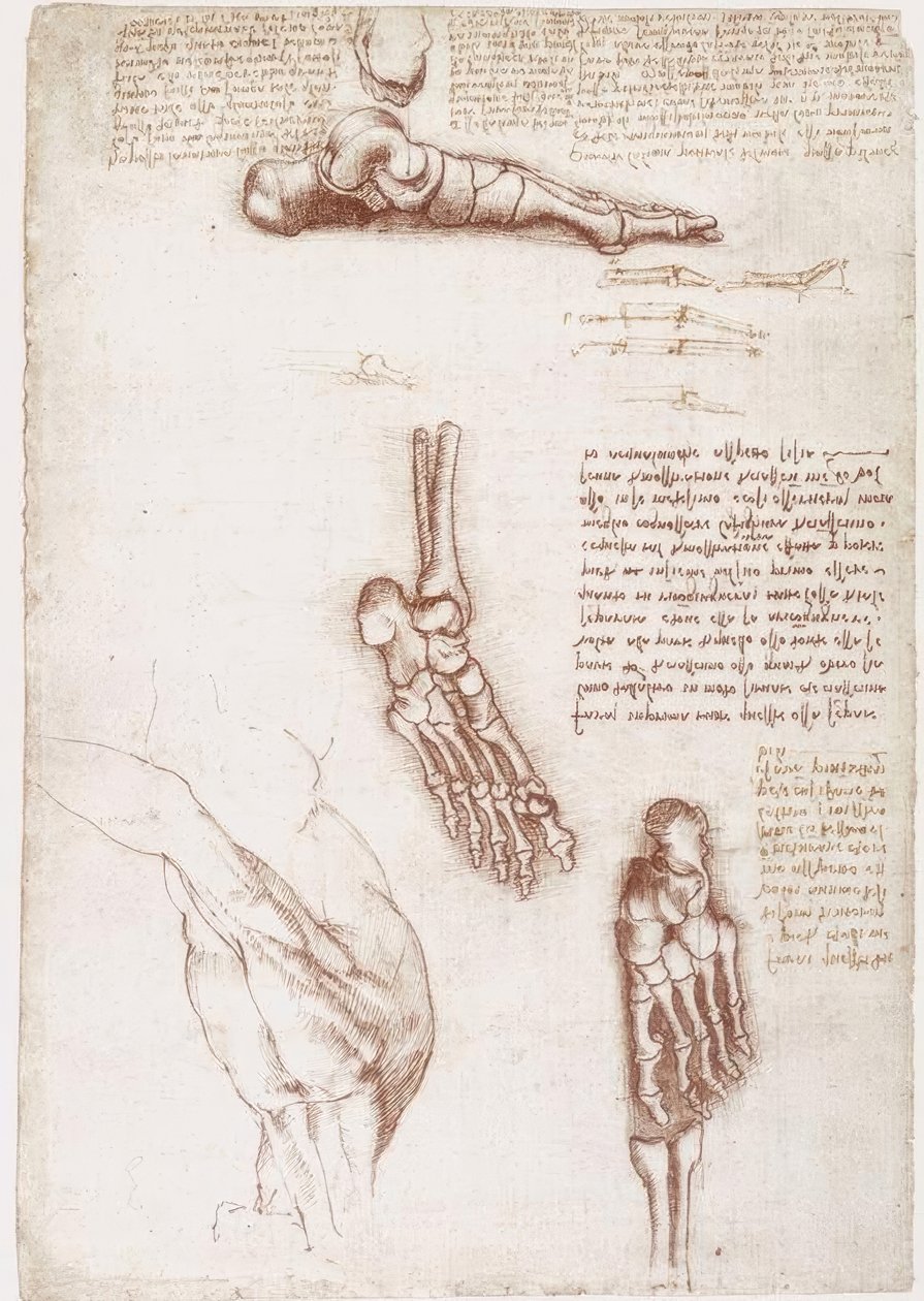 解剖学研究：肩部-脚部骨骼的表面解剖 作者 达芬奇（Leonardo da Vinci）