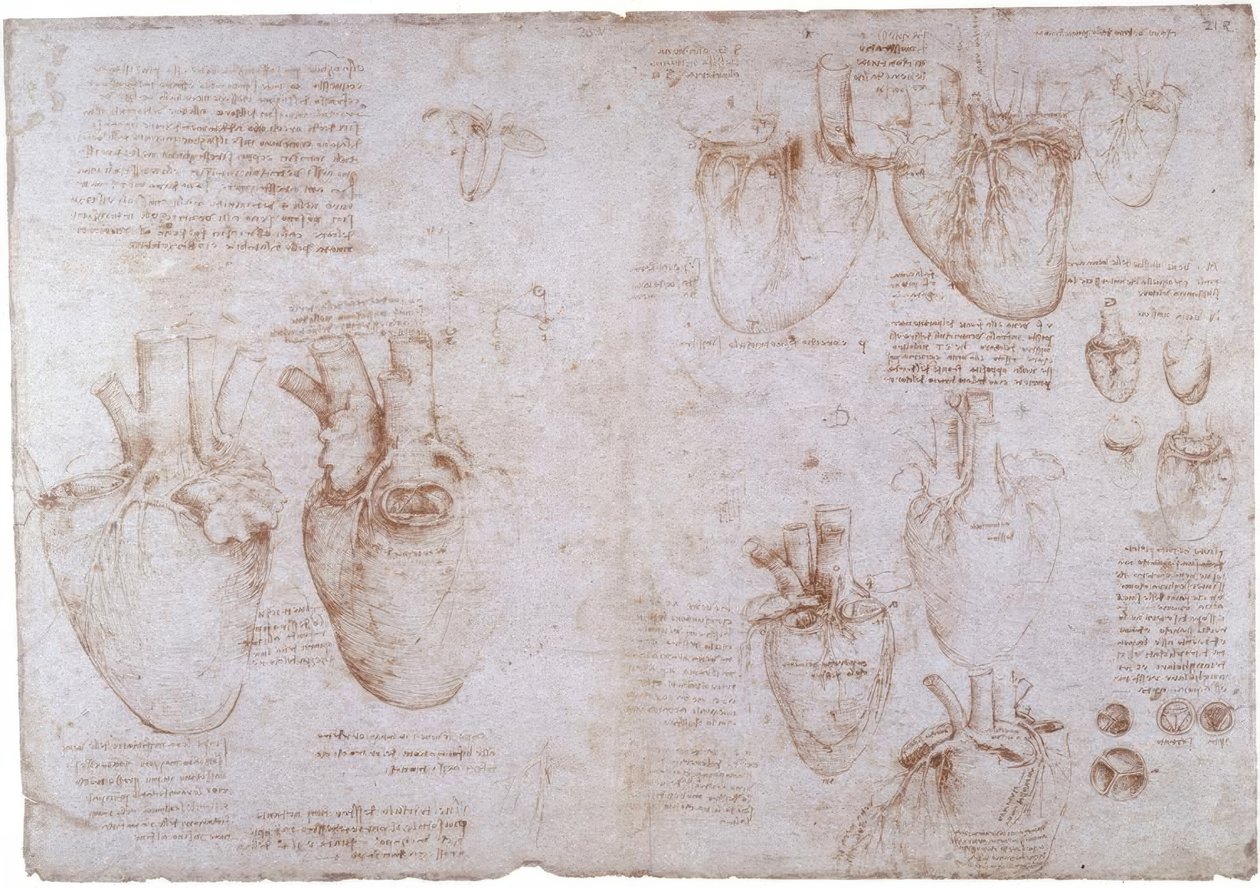 解剖学研究：表面静脉... 作者 达芬奇（Leonardo da Vinci）