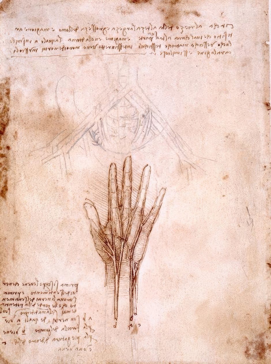 解剖学研究：骨盆血管的草图... 作者 达芬奇（Leonardo da Vinci）