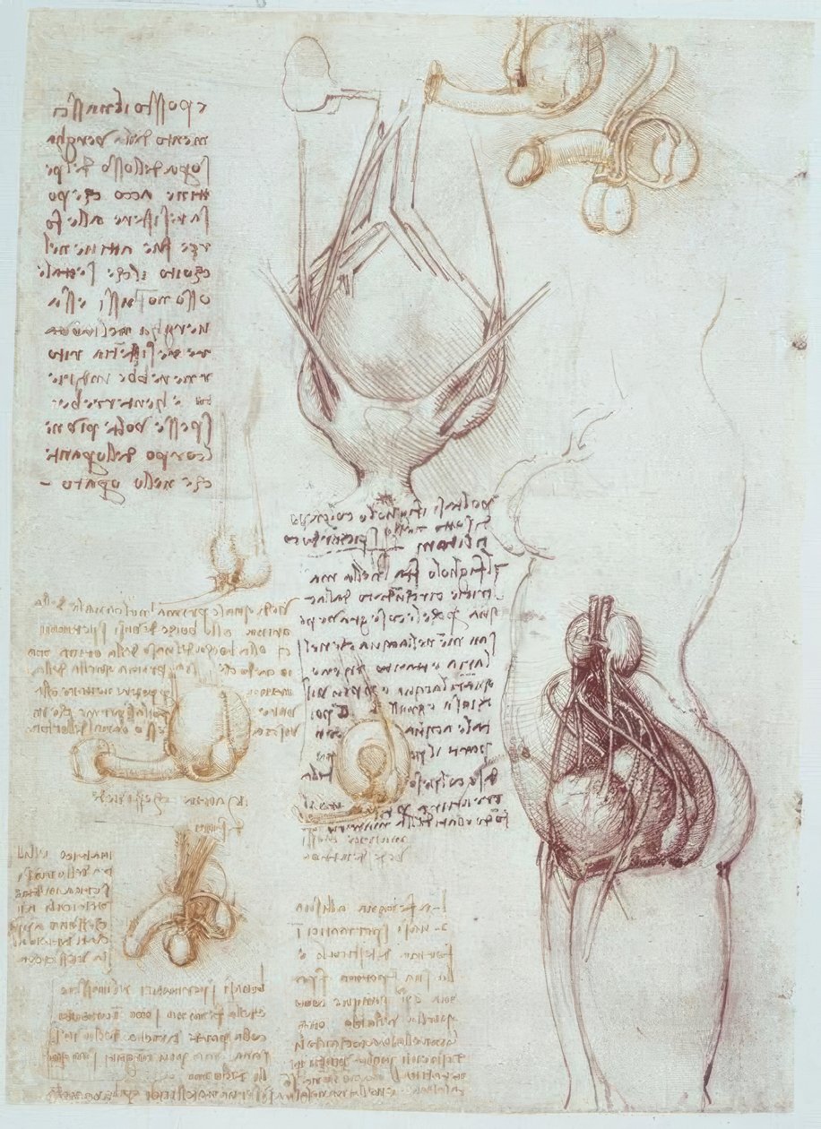 解剖学研究：男性和女性生殖器的比较表现 作者 达芬奇（Leonardo da Vinci）