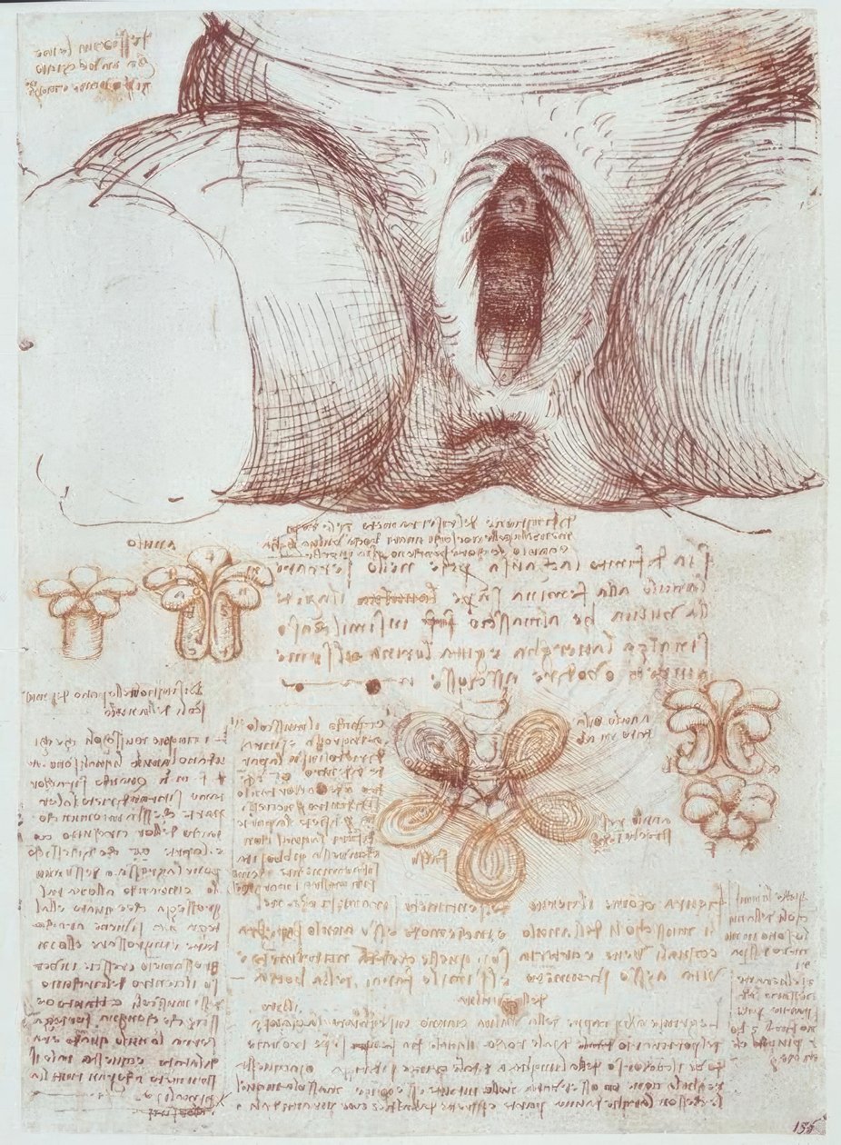 解剖学研究：出生后多胎女性的外阴 作者 达芬奇（Leonardo da Vinci）