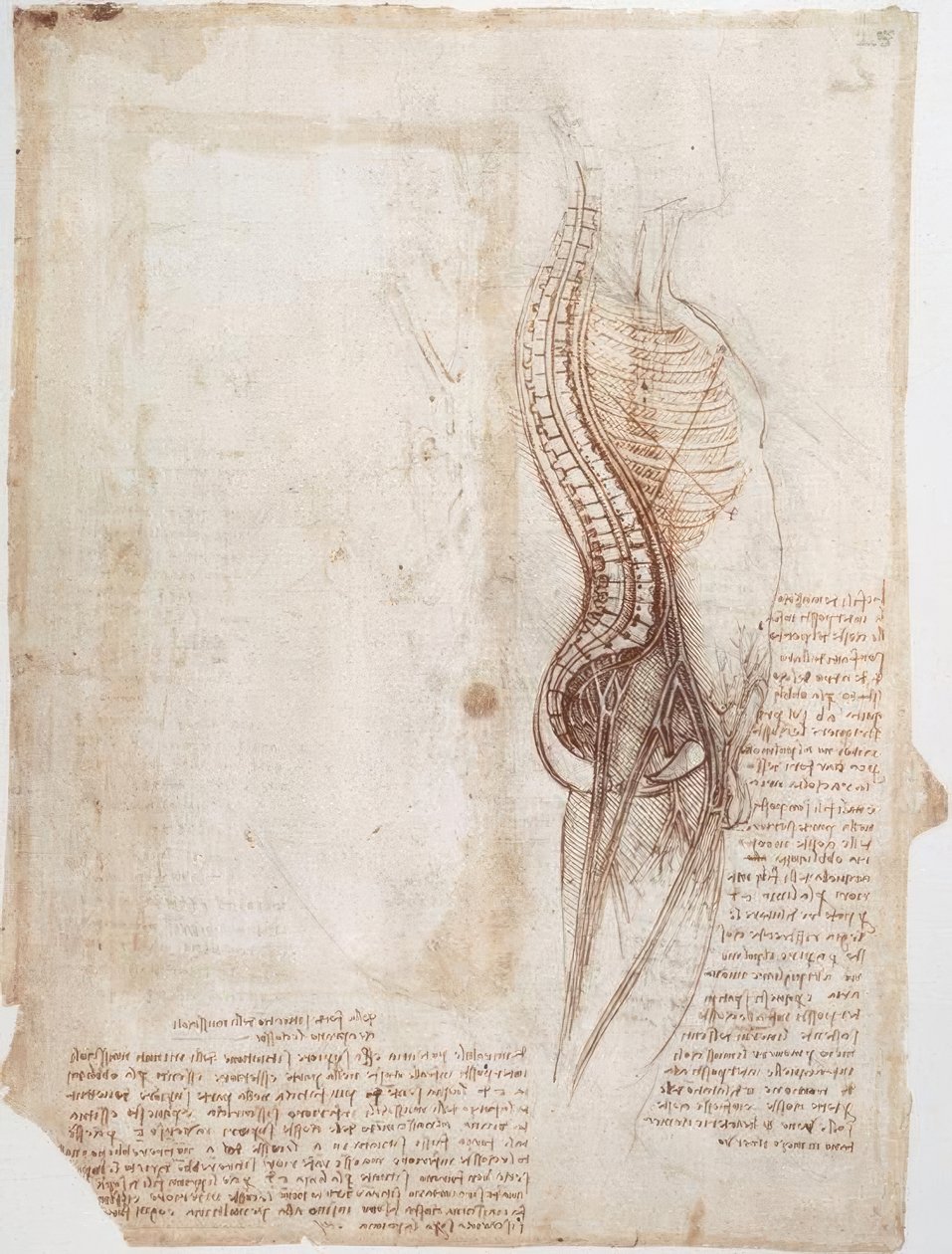 解剖学研究：脊柱... 作者 达芬奇（Leonardo da Vinci）