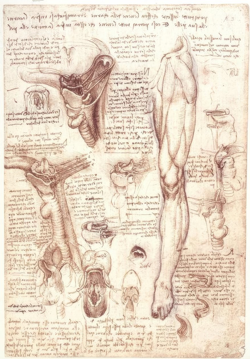 解剖学研究：舌头，喉咙，喉和食道 作者 达芬奇（Leonardo da Vinci）