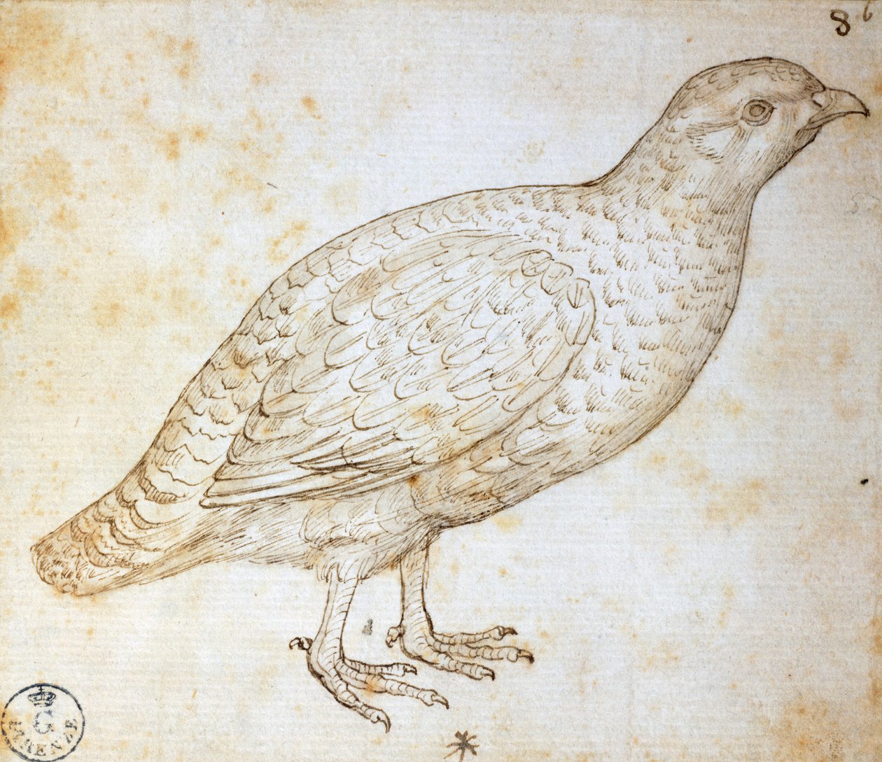 动物研究：达芬奇（1452-1519 年）的《鹌鹑》，绘图 754 或恩 作者 达芬奇（Leonardo da Vinci）