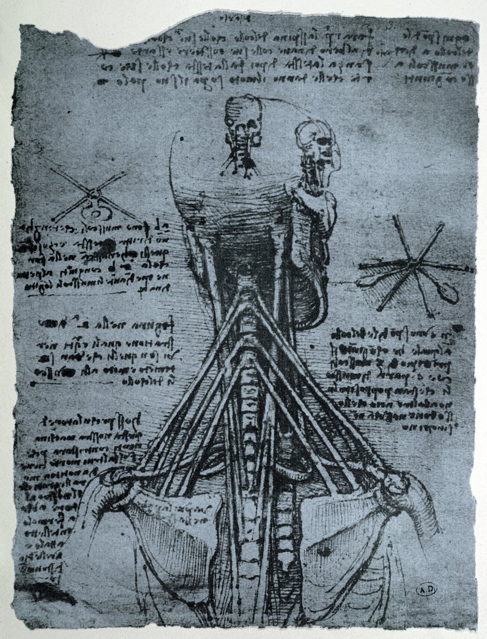 人体颈部和肩部的骨骼结构，传真复制品 作者 达芬奇（Leonardo da Vinci）