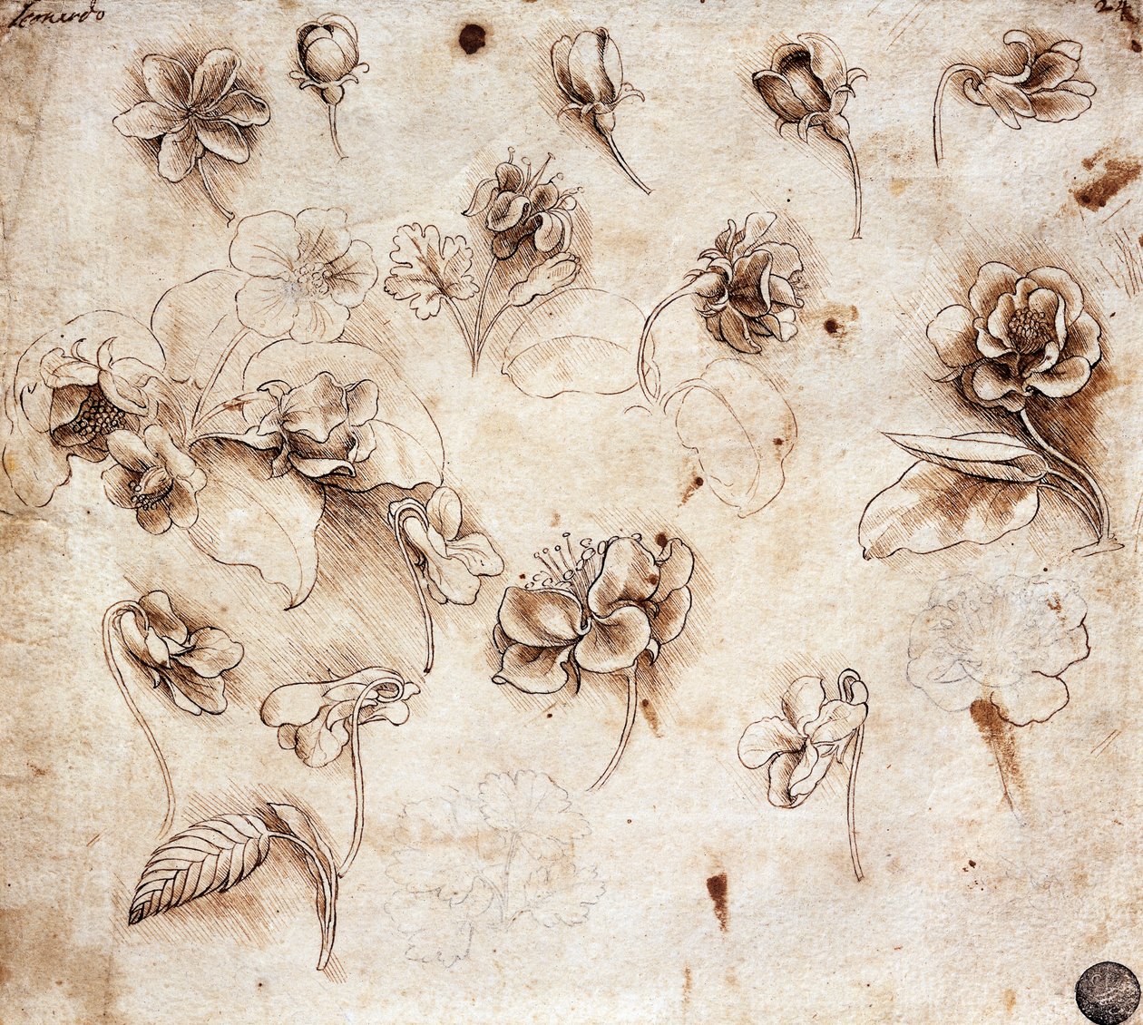 植物桌，绘图 237（绘图） 作者 达芬奇（Leonardo da Vinci）