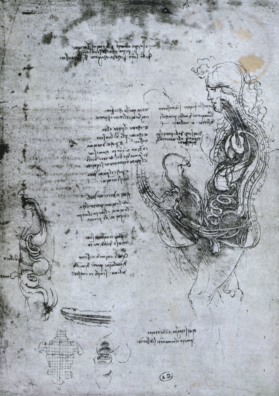 半封闭的男人和女人的传统，传真副本 作者 达芬奇（Leonardo da Vinci）
