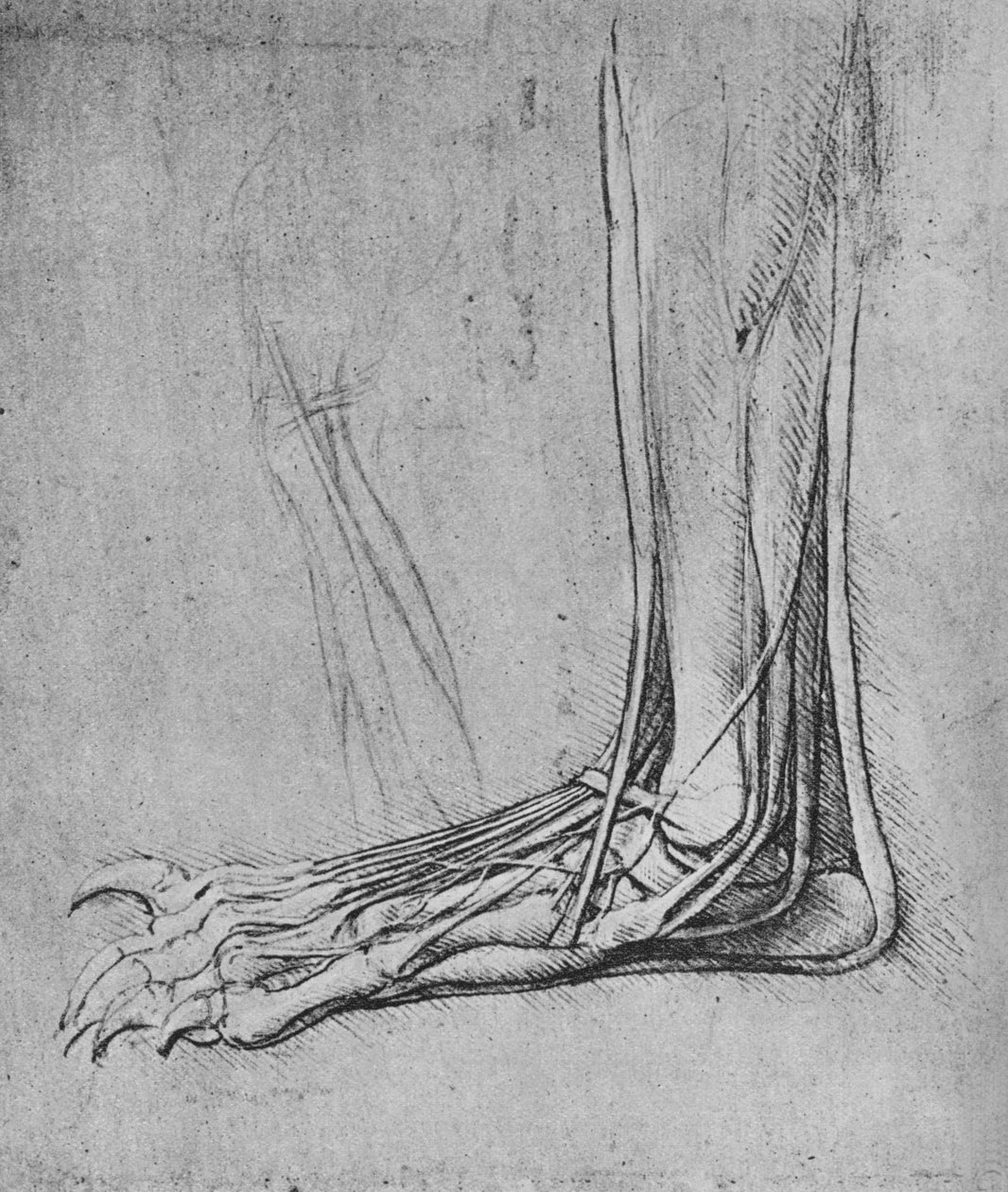 熊脚向左解剖，c1480 1945 作者 达芬奇（Leonardo da Vinci）