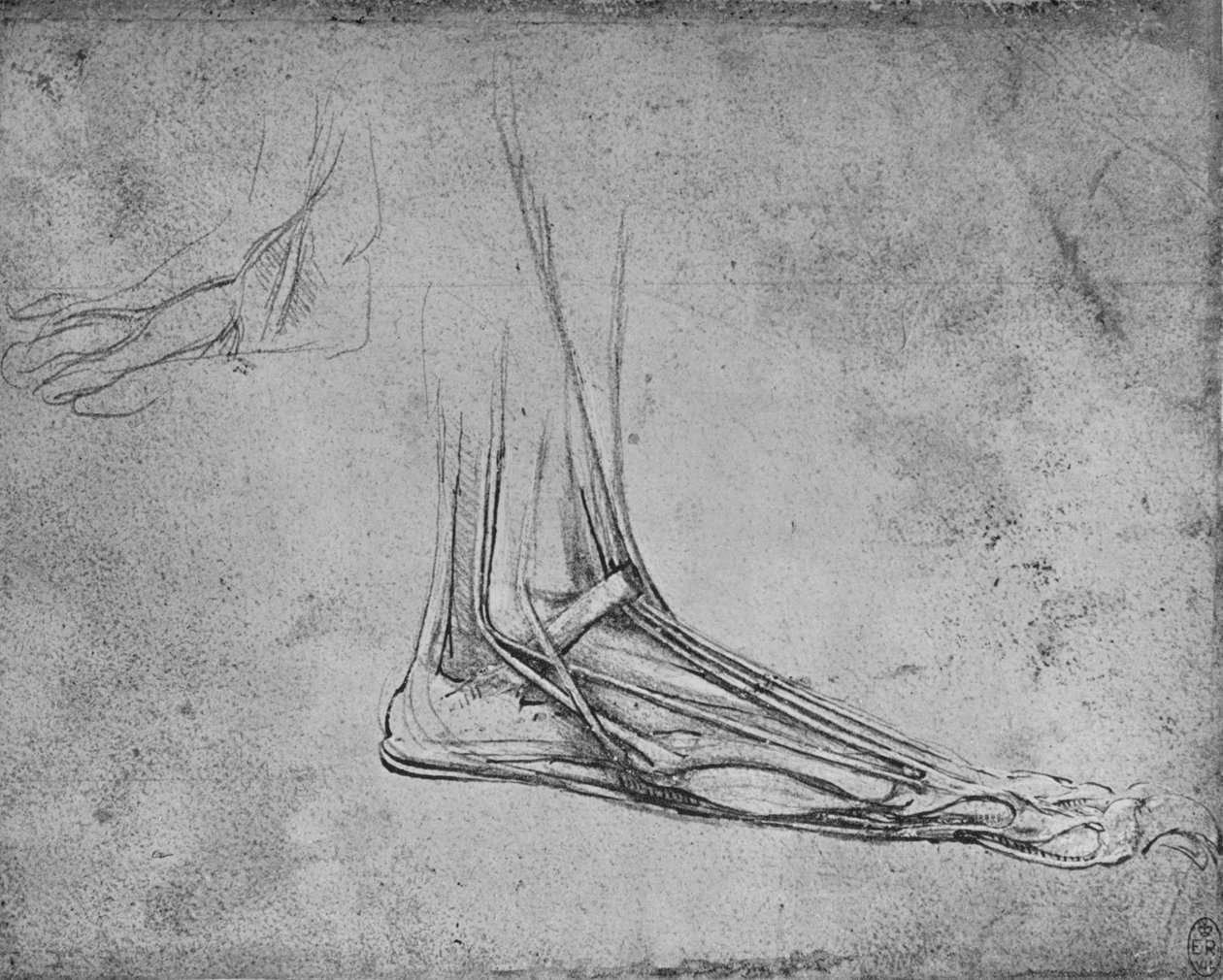 熊脚向右解剖，c1480 1945 作者 达芬奇（Leonardo da Vinci）