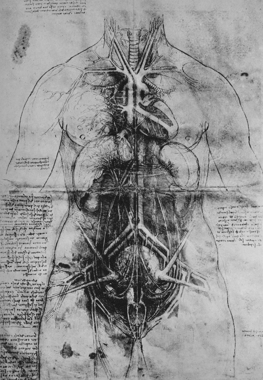 解剖女人的主要器官，c1480，1945年 作者 达芬奇（Leonardo da Vinci）