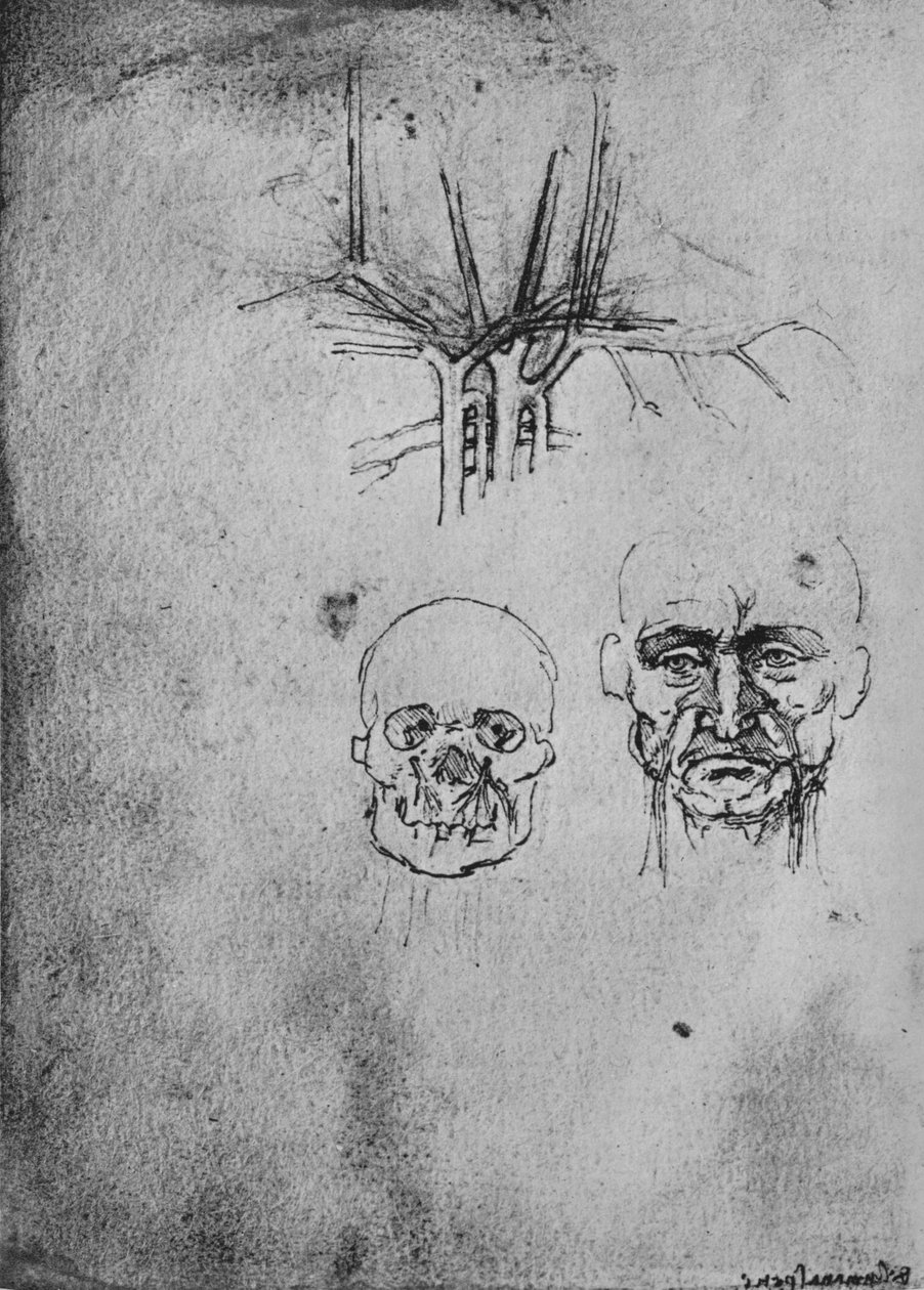 该图显示了血管在颈部和面部的位置，c1480 1945 作者 达芬奇（Leonardo da Vinci）