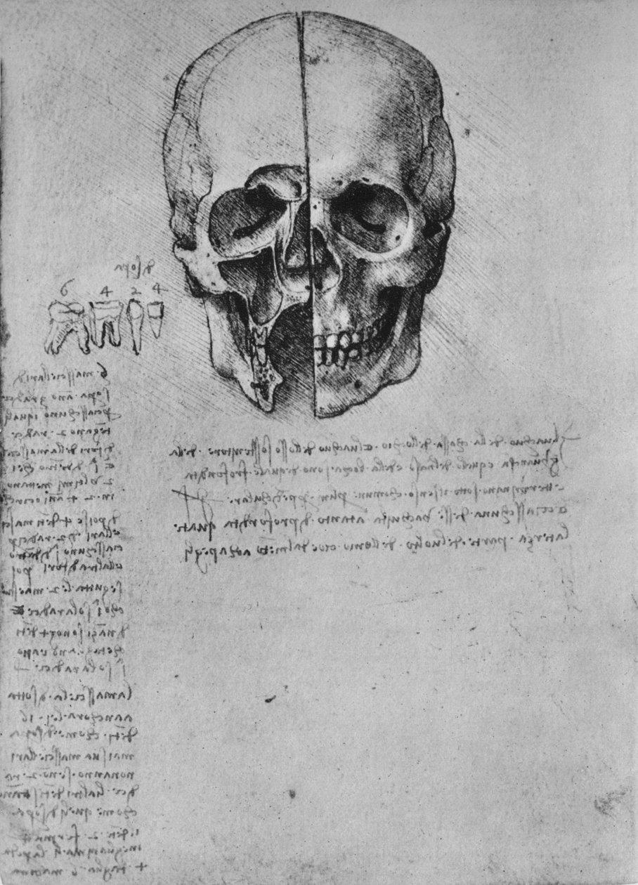 头骨的两半图，c1480 1945年 作者 达芬奇（Leonardo da Vinci）