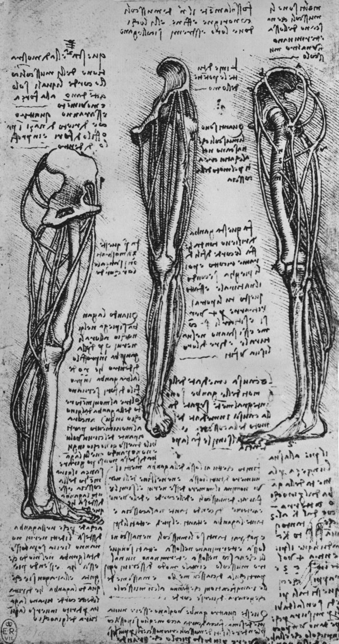 显示骨骼和肌腱的左腿图，c1480 1945年 作者 达芬奇（Leonardo da Vinci）