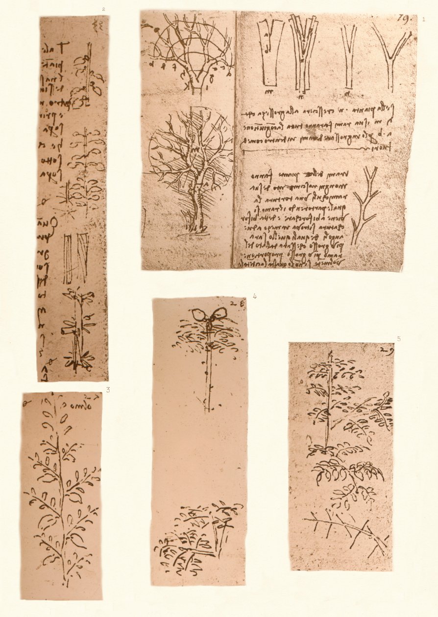 五幅插图，说明山水画的要素，c1472-c1519 1883 作者 达芬奇（Leonardo da Vinci）