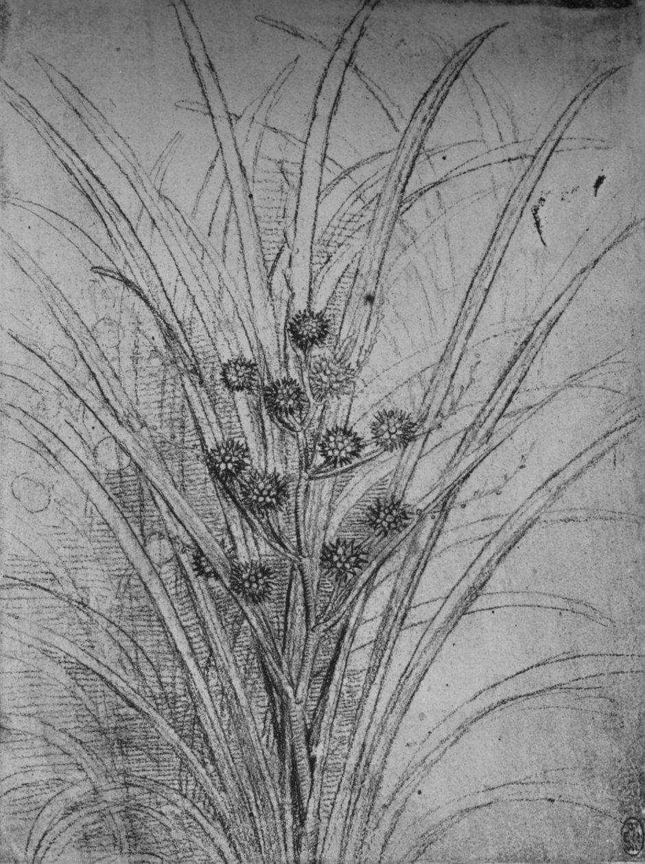 开花的小灌木丛，c1480 1945年 作者 达芬奇（Leonardo da Vinci）