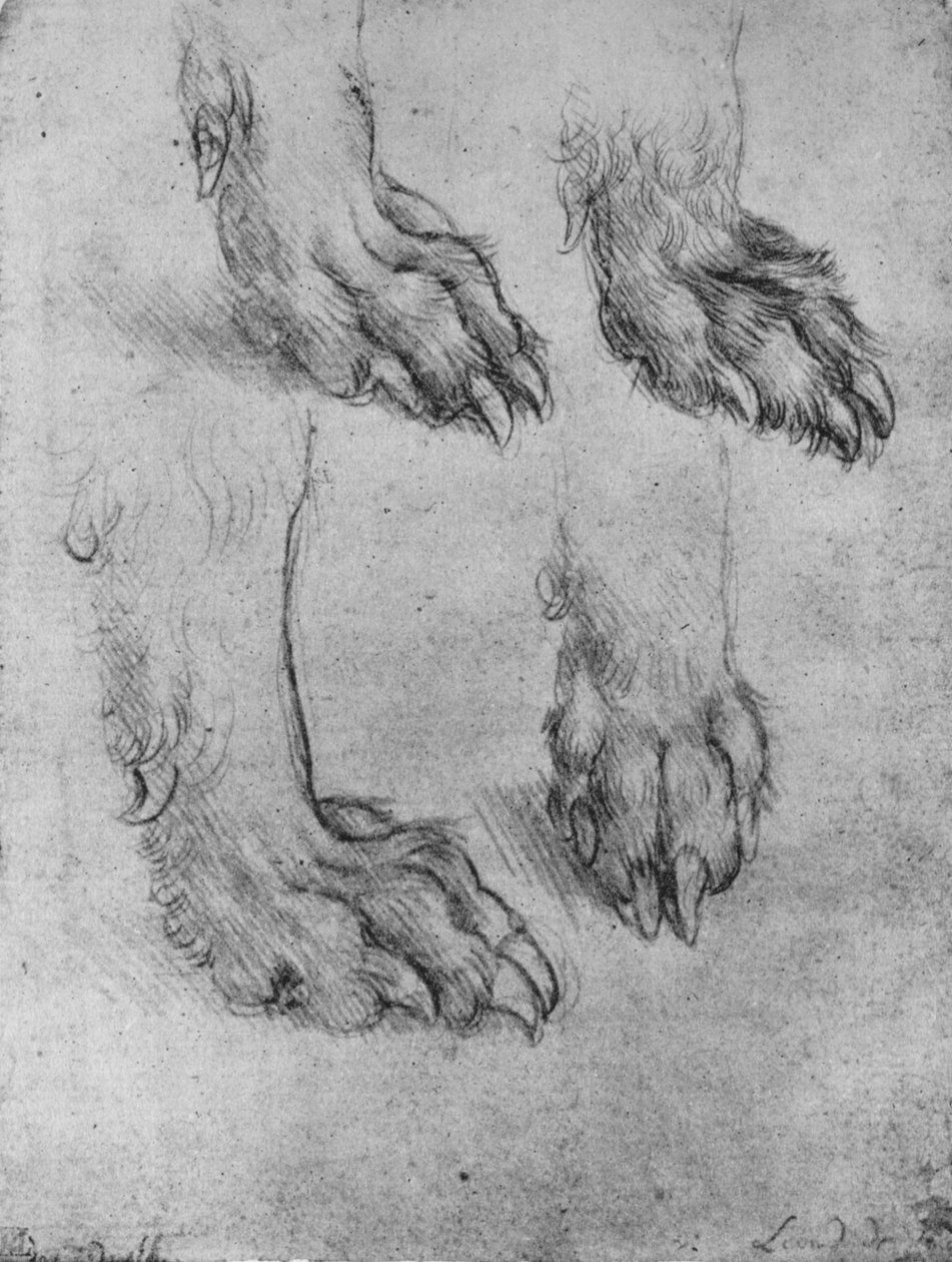 四只狗或狼的爪子研究，c1480 1945年 作者 达芬奇（Leonardo da Vinci）