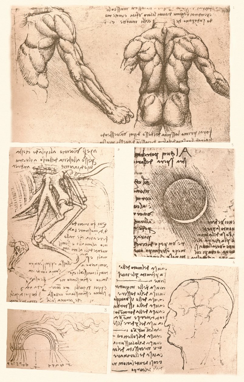 四个解剖图，c1472-c1519 1883 作者 达芬奇（Leonardo da Vinci）